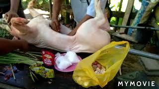 Slaughtering pig in Philippines lechon baboy