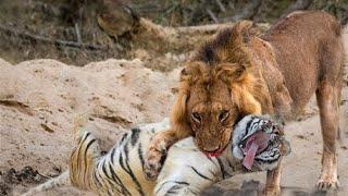 8 Times Wild Animals Surrounds Its Prey So It Cant Escape