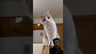 Kucing makan Lahap dan lalap #cat #funyvideo #shortvideo