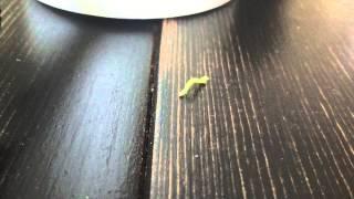 MUST SEE Motivational Neon Green Gladiator Racing Worm