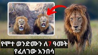 እውነተኛ ታሪክ፡ ጄሲ የሞተ ውንድሙን ለ7 ዓመታት የፈለገው አንበሳ.