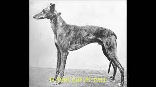 10 Great Greyhound Derby Winners