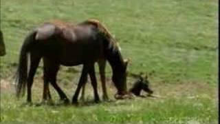 Stallion Meets Newborn Foal