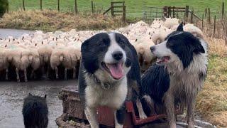 Two brilliant border collies herding sheep