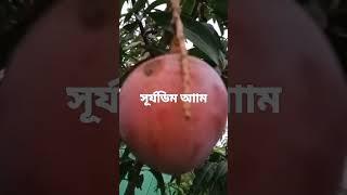 বিশ্বের সবচেয়ে দামি আমসূর্যডিম।