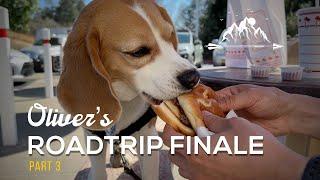  2023 road trip FINALE Oliver goes to In-N-Out burger 