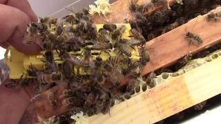Пчеловодство.Матки от Евгения Рудь Из Германии