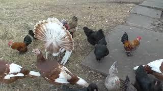 Why are they called turkeys?  And a bit of fun turkey history