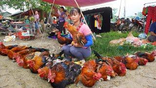 120 Day Harvesting Chicken Rooster Goes to market sell - Harvest Fruit Garden FULL VIDEO