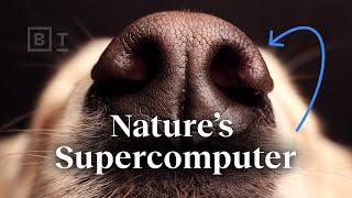Nature’s supercomputer lives on your dog  Ed Yong