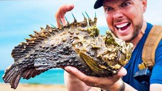 STUNG by a Stonefish Most Painful Sting on Earth