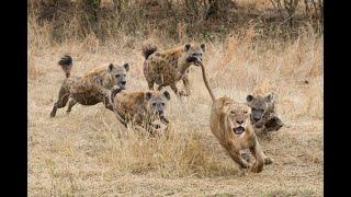 lions vs hyenas documentary no ads