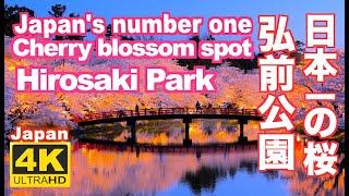 4K 2021 弘前公園の桜 弘前城 Hirosaki Castle Hirosaki ParkJapans number one cherry blossom  桜吹雪 観光 sakura