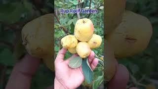 ছাদবাগানে আপেল।Apple On My Rooftop Garden। #YouTubeshorts #Shorts #Viralvideo #Nature #RupRoofGarden