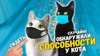 Чем мы занимаемся на карантине? Обнаружили способности у кота. Приколы с животными  SANI vlog