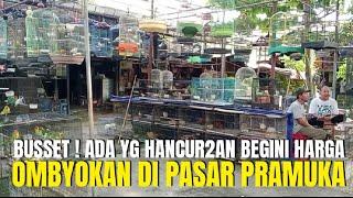 BUSSET  ADA YG SUDAH HANCUR2AN BEGINI ? HARGA BURUNG OMBYOKAN DI PASAR BURUNG PRAMUKA