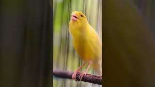 Burung kenari suara indah