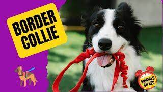 Border Collie - The Most intelligent Breed in The Dogs World 