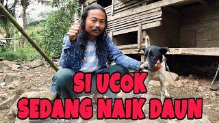 REVIEW SI UCOK ANJING PEMBURU BABI YANG SEDANG NAIK DAUN