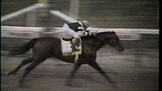 Slew o Gold - 1984 Jockey Club Gold Cup