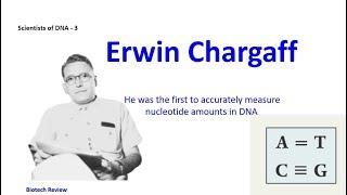 Erwin Chargaff   First man who accurately measured nucleotide amounts in DNA  DNA structure