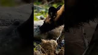 Warthog caught and eaten alive by a pack of wild dogs #shortsfeed #shortsvideo #shortvideo #wildlife