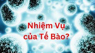 Giải thích về Tế Bào  Tri Thức Nhân Loại