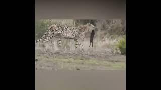 When Cheetahs Hunt Wild Boar