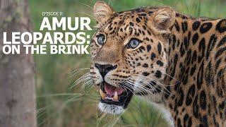 A Perfect Day  Ep 8 Amur Leopards On The Brink