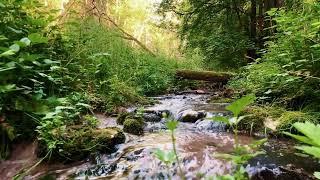 Field Recording I Wild Forest Stream I Audio-Technica - BP4025