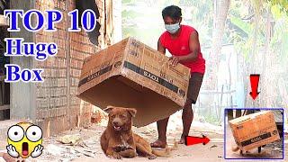 Top 10 Prank Dog Super Huge Box vs Prank Sleep Dogs  Super Funny Must Watch