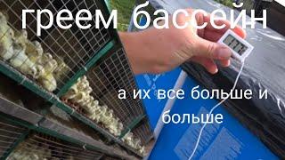 Вывел больше 1000 бройлеров  Бассейн на подогреваемой площадке как быстро нагревается?