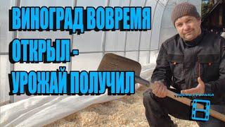 КОГДА ОТКРЫВАТЬ ВИНОГРАД ВЕСНОЙ В ТЕПЛИЦЕ? ОШИБКИ ПРИ ОТКРЫТИИ ВИНОГРАДА. ВИНОГРАД В ТЕПЛИЦЕ