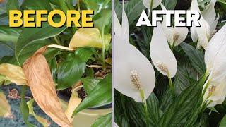 How to SAVE PEACE LILY  Main Problems and How to Fix Them