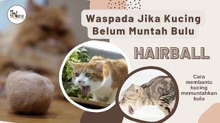 KUCING MUNTAH BULU