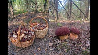 Июньская грибная сказка Грибы не выпускают из леса Беларусь 2024