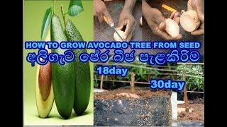 අලිගැට පේර බීජ පැලකිරිම aligeta pera bija pelakirima Planting avocados