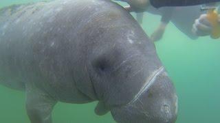 Snorkeling with wild manatees in Crystal River Florida with River Ventures Tours