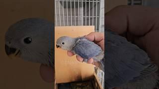 African Lovebirds - Agapornis roseicollis longfeather Blue violet DF #birds #lovebirds #parrot