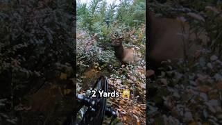 2 Yards To an Elk How close is TOO CLOSE? #elk #archery