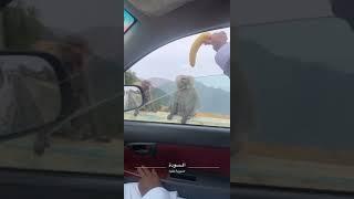 قرد يهجم علي مجموعه شباب فالسوده ابها 