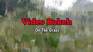 Video Bokeh On The Grass  Video Bokeh beutifull Hd