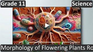Morphology of Flowering Plants Roots  Class 11  Science  Biology  CBSE  ICSE  FREE Tutorial