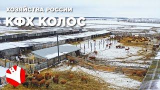 Хозяйства России  Обзор фермы  Молочное и мясное животноводство