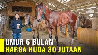 Peluang Usaha Ternak Kuda Dari Kuda PacuSusu Kuda Dan Breeding Kuda