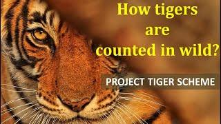 Project Tiger - How Tigers are counted?