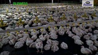 Introduction to Broiler Chicken Farming Latest Update on Market Demand and Current Production