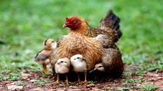 hen sound effect - mother chicken sound