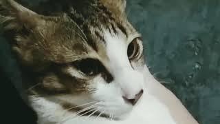 Kucing imut lucu gak kuat melek ngantuk cinematic