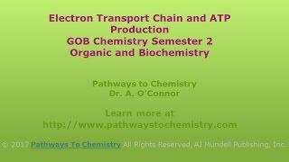 The Electron Transport Chain and ATP Production